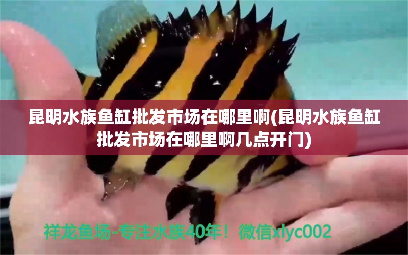 昆明水族鱼缸批发市场在哪里啊(昆明水族鱼缸批发市场在哪里啊几点开门) 水族品牌 第1张