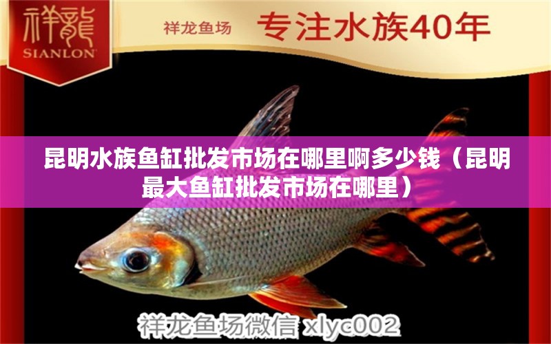 昆明水族鱼缸批发市场在哪里啊多少钱（昆明最大鱼缸批发市场在哪里） 祥龙水族医院