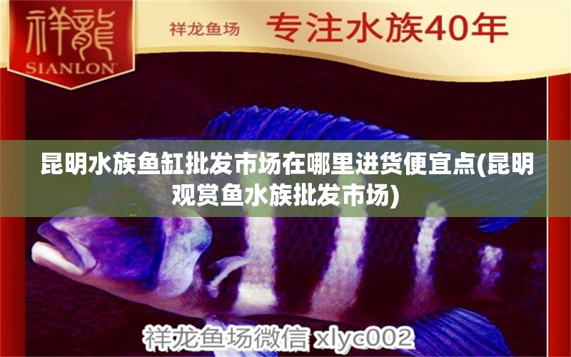 昆明水族鱼缸批发市场在哪里进货便宜点(昆明观赏鱼水族批发市场) 观赏鱼水族批发市场