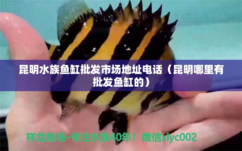 昆明水族鱼缸批发市场地址电话（昆明哪里有批发鱼缸的）