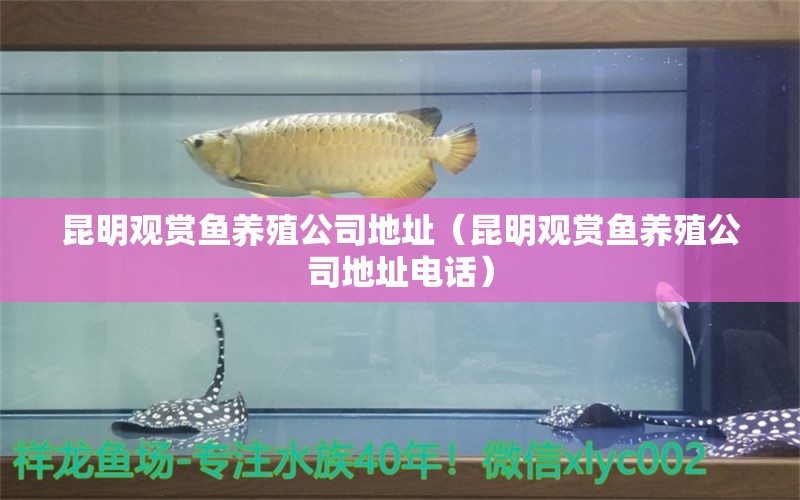 昆明观赏鱼养殖公司地址（昆明观赏鱼养殖公司地址电话） 祥龙鱼药系列