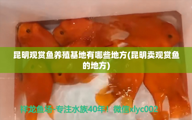 昆明观赏鱼养殖基地有哪些地方(昆明卖观赏鱼的地方) 黑金魟鱼