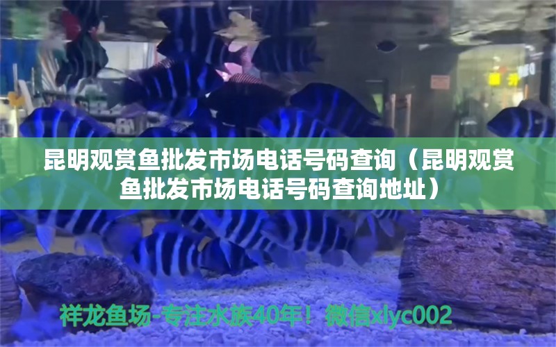 昆明观赏鱼批发市场电话号码查询（昆明观赏鱼批发市场电话号码查询地址）