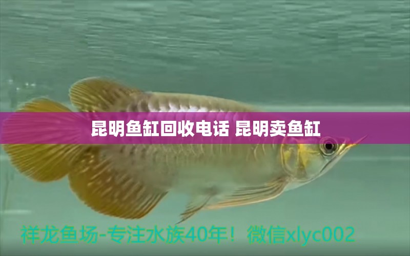 昆明鱼缸回收电话 昆明卖鱼缸