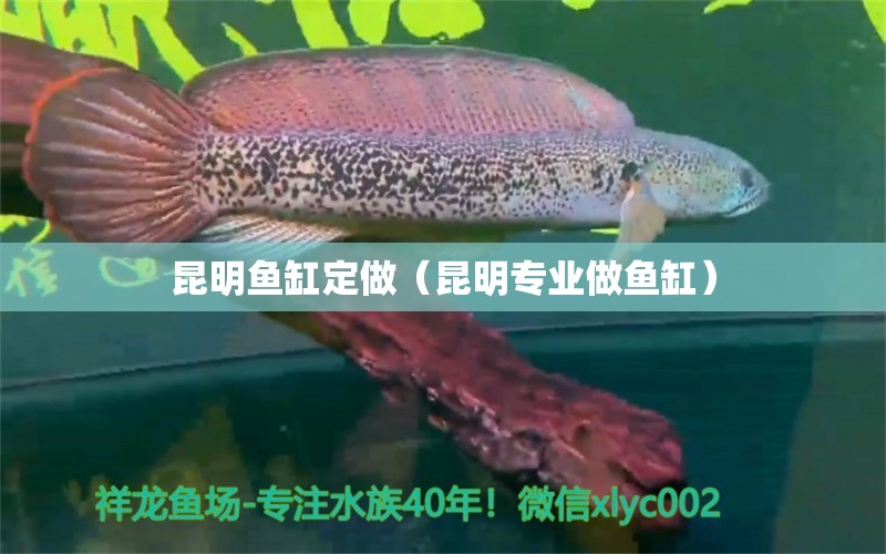 昆明鱼缸定做（昆明专业做鱼缸）