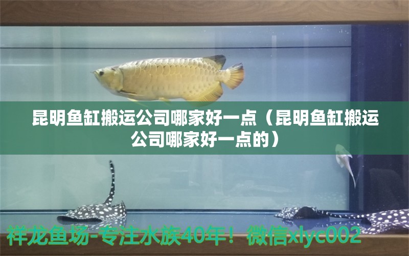 昆明鱼缸搬运公司哪家好一点（昆明鱼缸搬运公司哪家好一点的） 祥龙鱼场