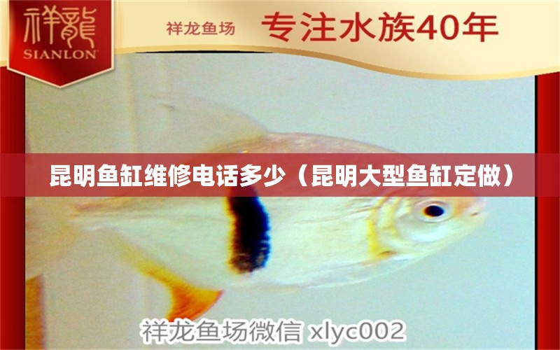 昆明鱼缸维修电话多少（昆明大型鱼缸定做） 广州观赏鱼批发市场
