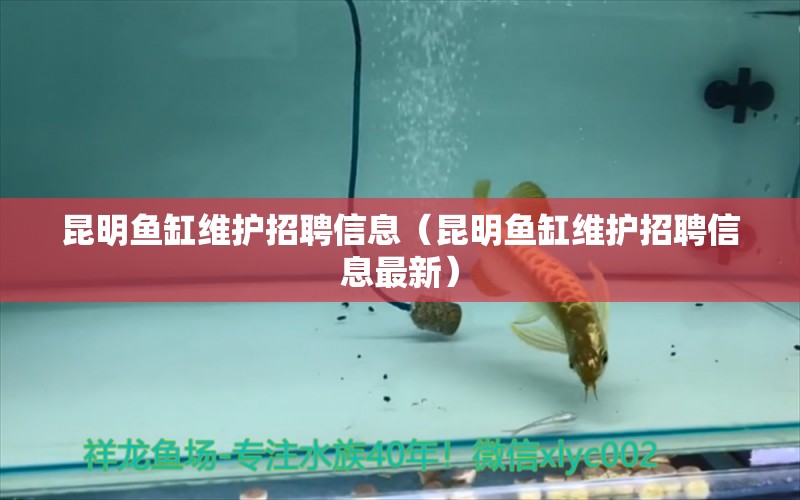 昆明鱼缸维护招聘信息（昆明鱼缸维护招聘信息最新）