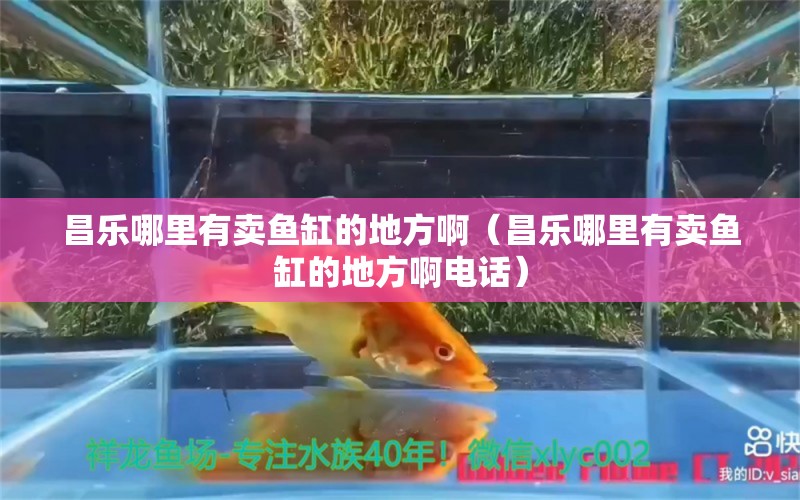 昌乐哪里有卖鱼缸的地方啊（昌乐哪里有卖鱼缸的地方啊电话） 祥龙水族医院