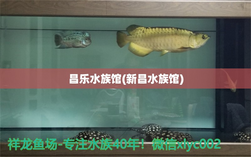 昌乐水族馆(新昌水族馆) 白化巴西龟（白巴） 第1张