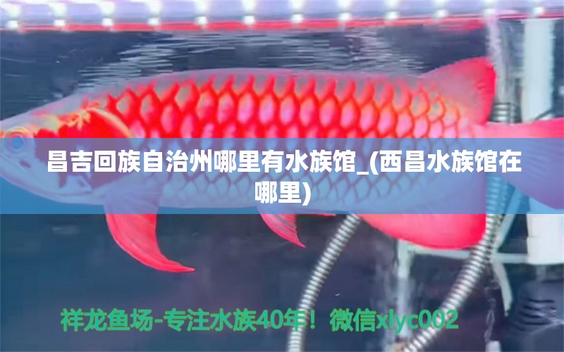 昌吉回族自治州哪里有水族馆_(西昌水族馆在哪里)