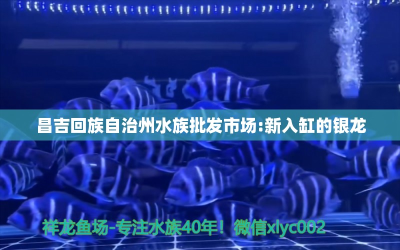 昌吉回族自治州水族批发市场:新入缸的银龙 观赏鱼水族批发市场