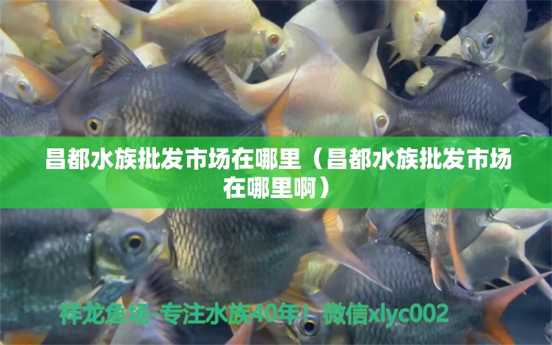 昌都水族批发市场在哪里（昌都水族批发市场在哪里啊）