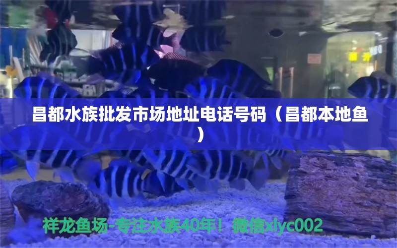 昌都水族批发市场地址电话号码（昌都本地鱼）