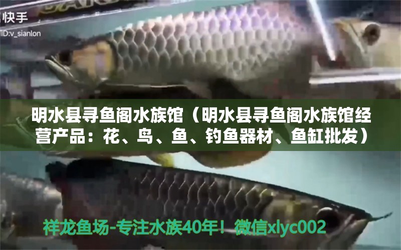 明水县寻鱼阁水族馆（明水县寻鱼阁水族馆经营产品：花、鸟、鱼、钓鱼器材、鱼缸批发） 全国观赏鱼市场 第2张