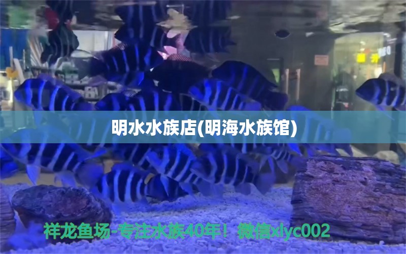 明水水族店(明海水族馆) 红勾银版鱼 第1张