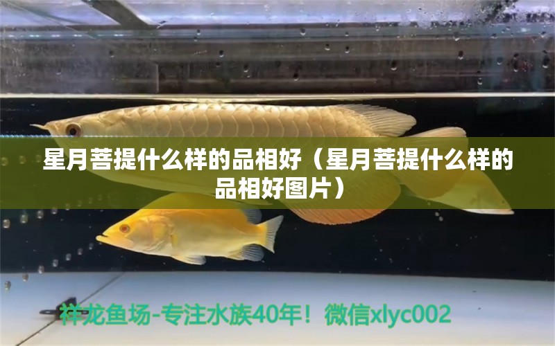 星月菩提什么样的品相好（星月菩提什么样的品相好图片）