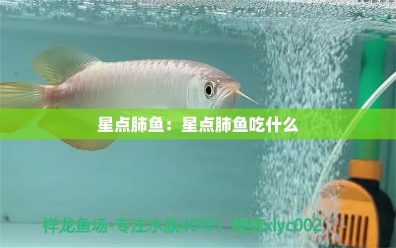 星点肺鱼：星点肺鱼吃什么