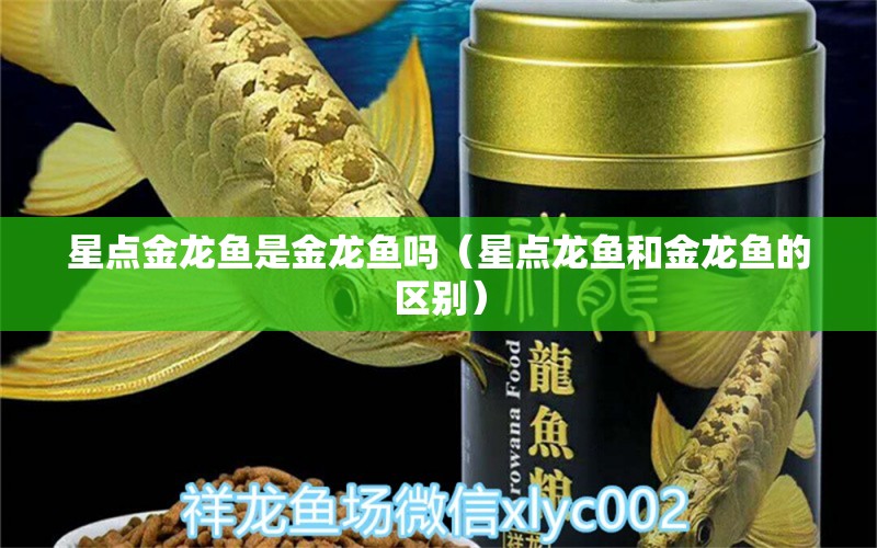 星点金龙鱼是金龙鱼吗（星点龙鱼和金龙鱼的区别）