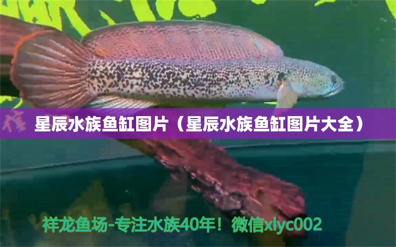 星辰水族鱼缸图片（星辰水族鱼缸图片大全）