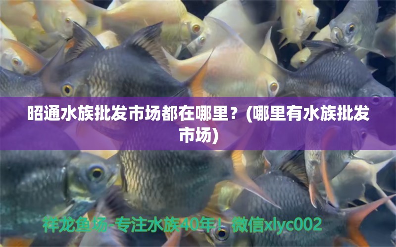 昭通水族批发市场都在哪里？(哪里有水族批发市场)