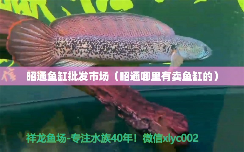 昭通鱼缸批发市场（昭通哪里有卖鱼缸的） 观赏鱼水族批发市场