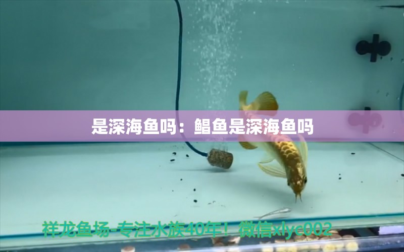 是深海鱼吗：鲳鱼是深海鱼吗