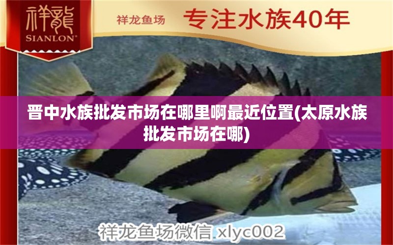 晋中水族批发市场在哪里啊最近位置(太原水族批发市场在哪) 观赏鱼水族批发市场