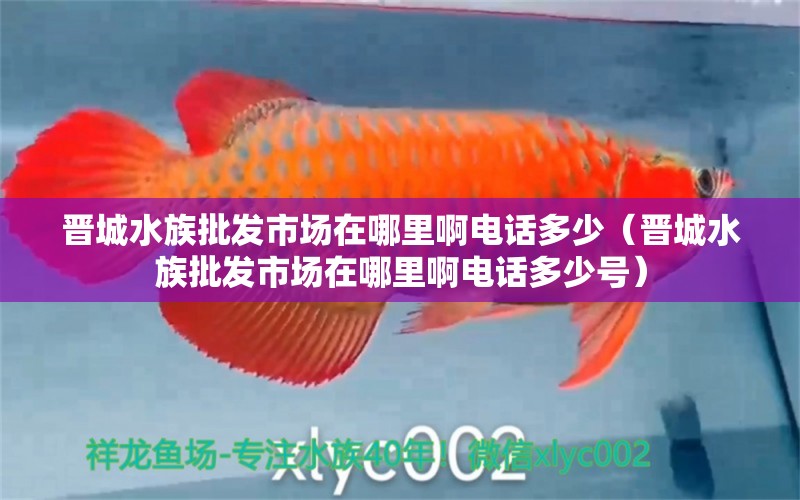 晋城水族批发市场在哪里啊电话多少（晋城水族批发市场在哪里啊电话多少号）