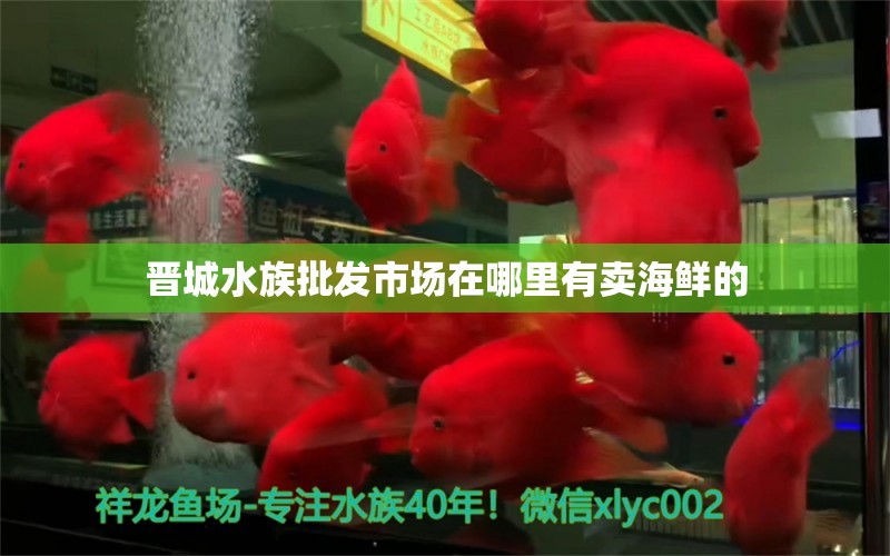 晋城水族批发市场在哪里有卖海鲜的 水族问答 第1张