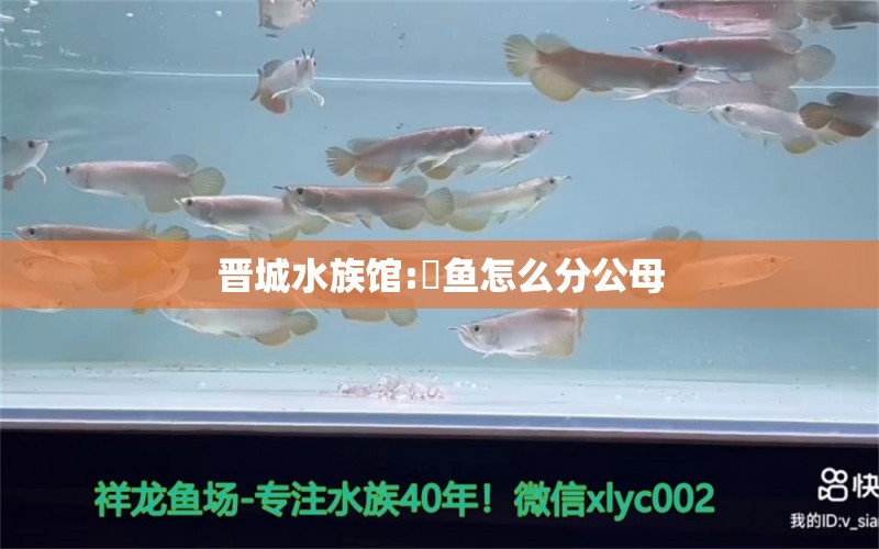 晋城水族馆:魟鱼怎么分公母