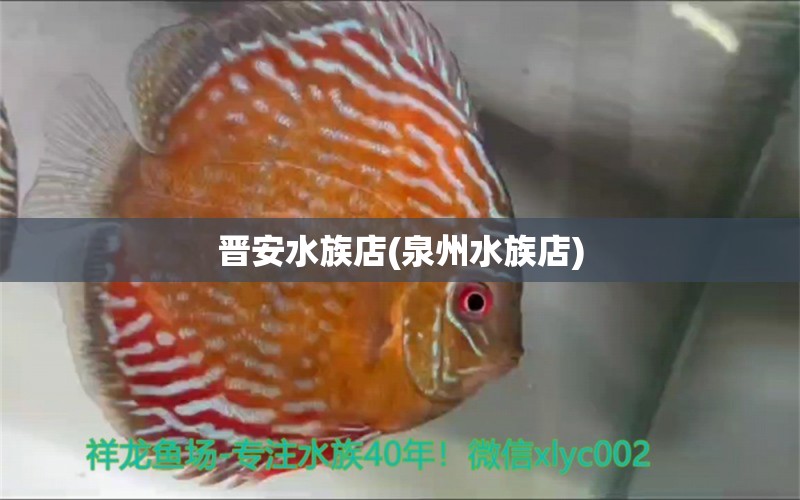 晋安水族店(泉州水族店) 大白鲨鱼苗 第1张