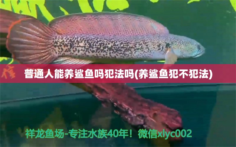 普通人能养鲨鱼吗犯法吗(养鲨鱼犯不犯法) 哥伦比亚巨暴鱼苗