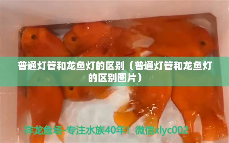 普通灯管和龙鱼灯的区别（普通灯管和龙鱼灯的区别图片）