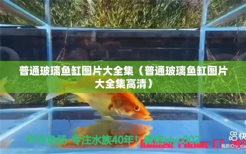 普通玻璃鱼缸图片大全集（普通玻璃鱼缸图片大全集高清）