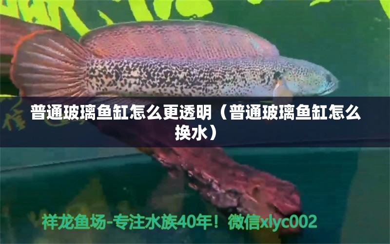 普通玻璃鱼缸怎么更透明（普通玻璃鱼缸怎么换水） 广州观赏鱼批发市场