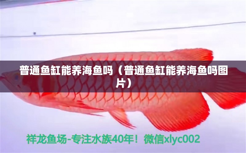 普通鱼缸能养海鱼吗（普通鱼缸能养海鱼吗图片） 祥龙水族医院