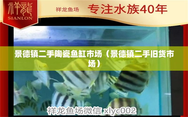 景德镇二手陶瓷鱼缸市场（景德镇二手旧货市场） 黄金达摩鱼