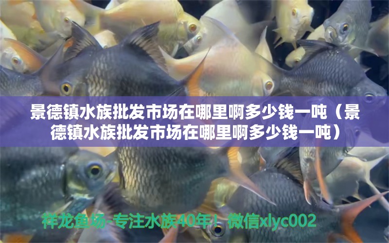 景德镇水族批发市场在哪里啊多少钱一吨（景德镇水族批发市场在哪里啊多少钱一吨） 观赏鱼水族批发市场