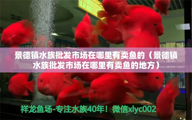 景德镇水族批发市场在哪里有卖鱼的（景德镇水族批发市场在哪里有卖鱼的地方） 观赏鱼水族批发市场