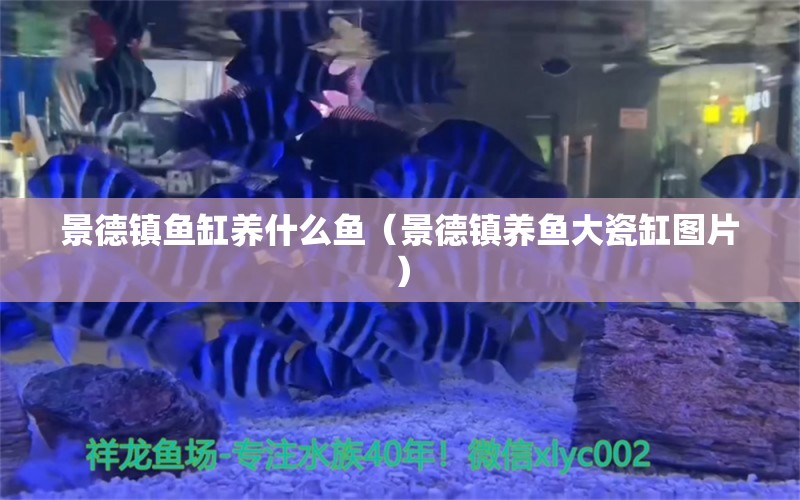 景德镇鱼缸养什么鱼（景德镇养鱼大瓷缸图片）