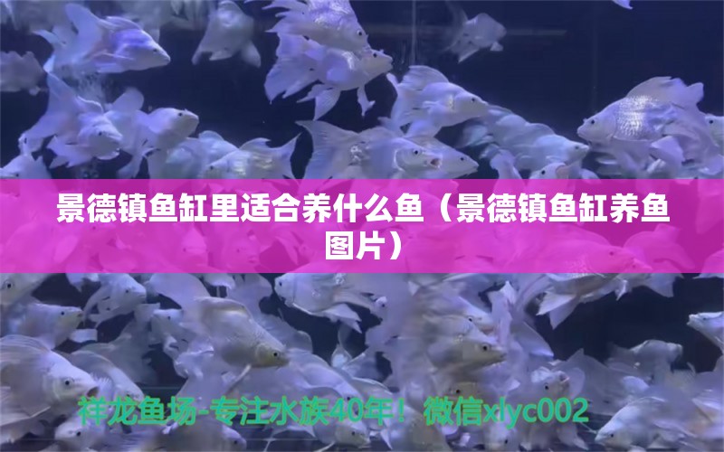 景德镇鱼缸里适合养什么鱼（景德镇鱼缸养鱼图片）