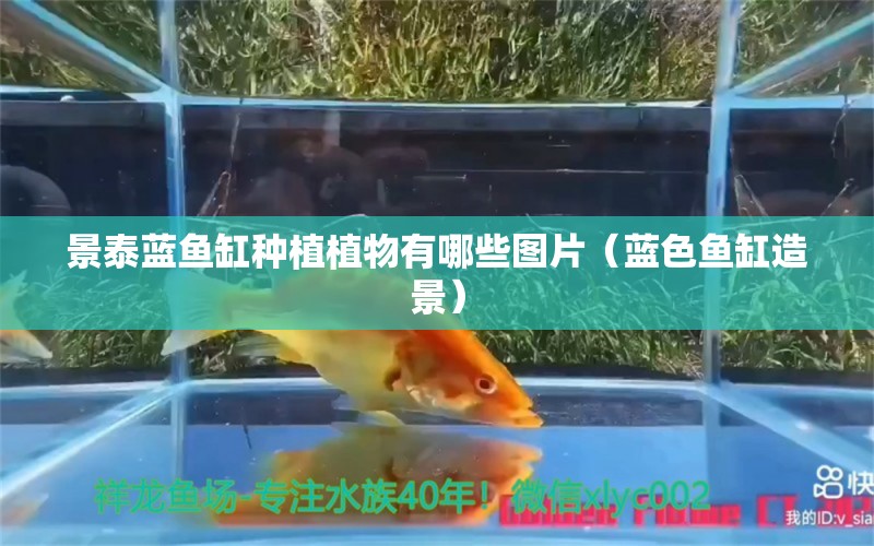 景泰蓝鱼缸种植植物有哪些图片（蓝色鱼缸造景） 猫猫