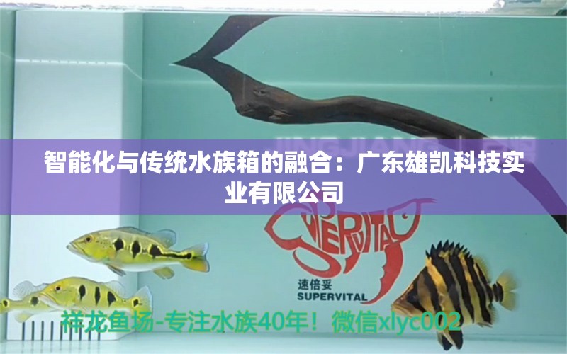 智能化与传统水族箱的融合：广东雄凯科技实业有限公司 鱼缸百科 第2张