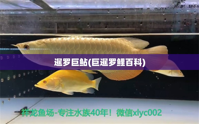 暹罗巨鲇(巨暹罗鲤百科) 招财战船鱼 第1张