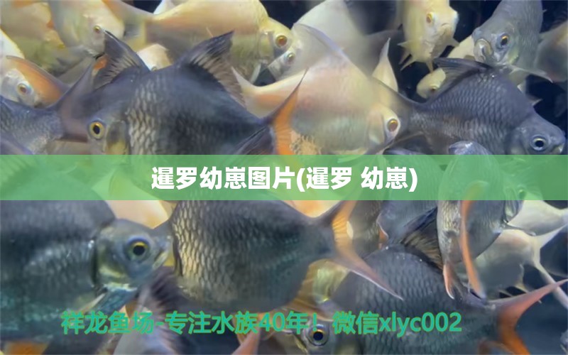 暹罗幼崽图片(暹罗 幼崽) 祥龙水族护理水