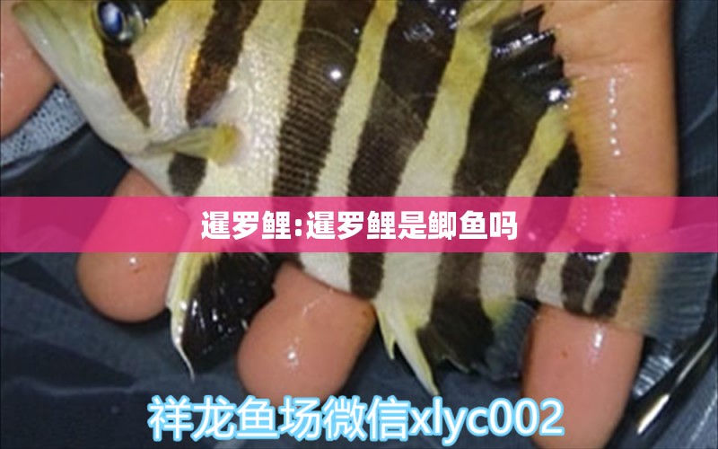 暹罗鲤:暹罗鲤是鲫鱼吗