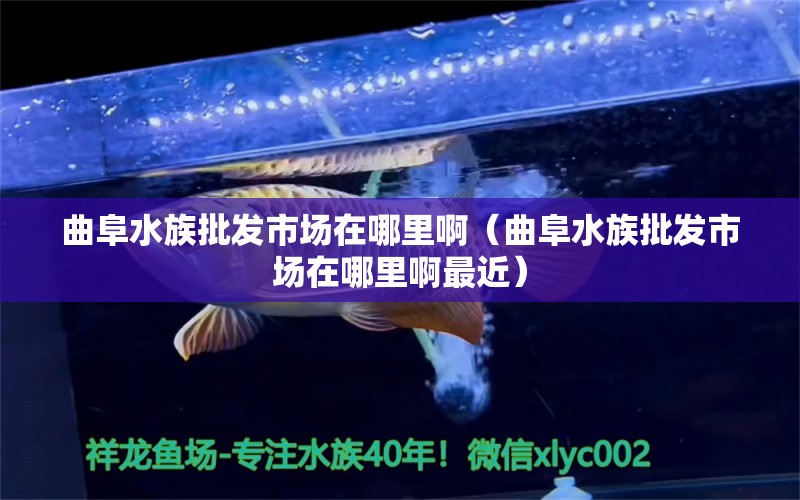 曲阜水族批发市场在哪里啊（曲阜水族批发市场在哪里啊最近）