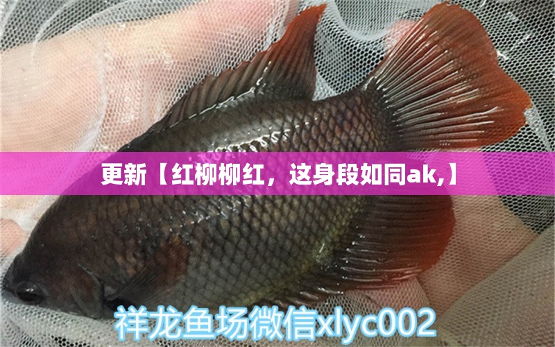 更新【红柳柳红，这身段如同ak,】 观赏鱼论坛 第2张