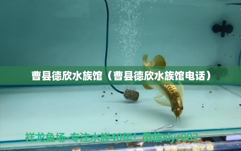 曹县德欣水族馆（曹县德欣水族馆电话） 全国水族馆企业名录